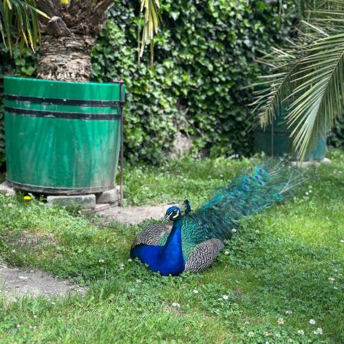 Pfau