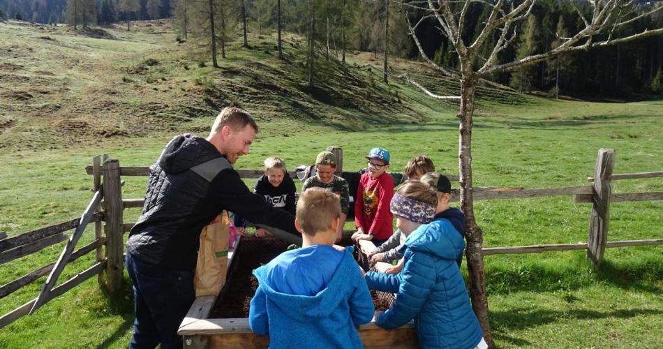 Beim Kartoffelsetzen im Schulgarten