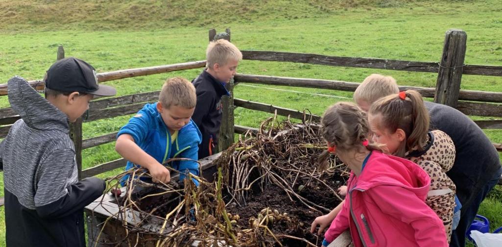 Kartoffelernte in der Schule