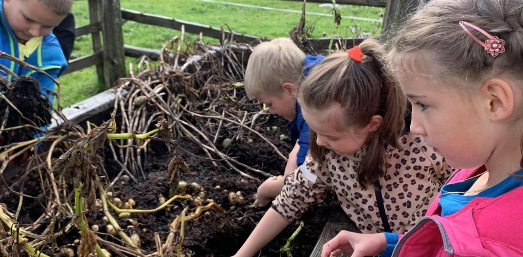 Kartoffelernte in der Schule