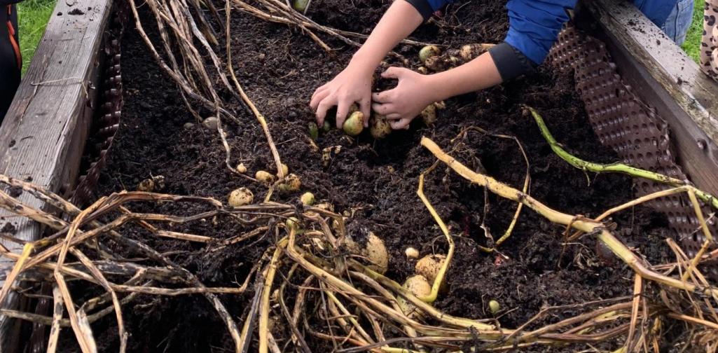 Kartoffelernte in der Schule