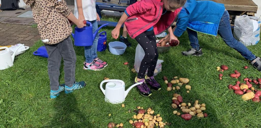 Kartoffelernte in der Schule
